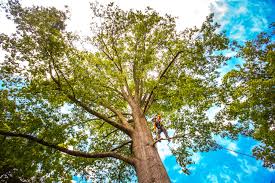 Best Palm Tree Trimming  in Evanston, IL