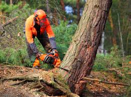 Best Tree Maintenance Programs  in Evanston, IL