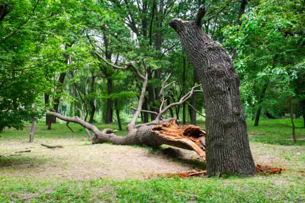 How Our Tree Care Process Works  in  Evanston, IL