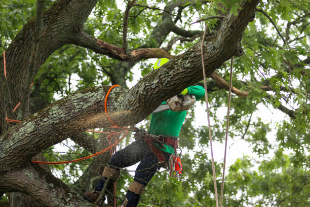 Professional Tree Services in Evanston, IL