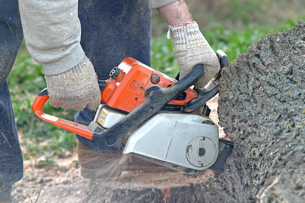 Best Tree Disease Treatment  in Evanston, IL