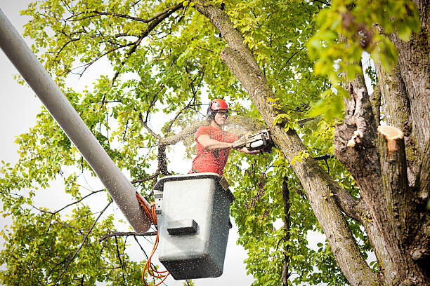 Best Arborist Consultation Services  in Evanston, IL