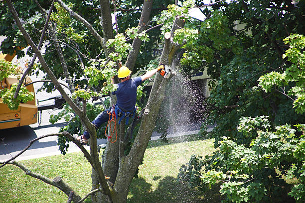 Best Landscape Design and Installation  in Evanston, IL