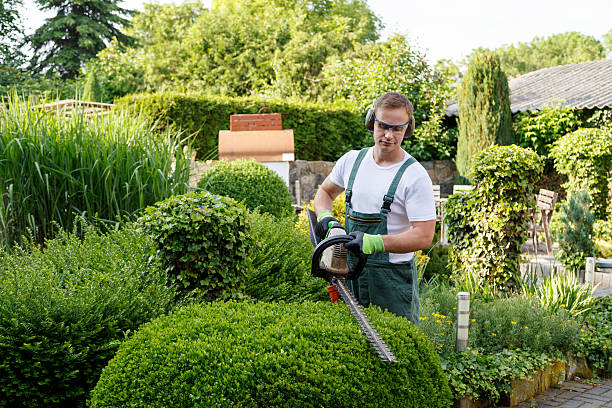 Best Grass Overseeding  in Evanston, IL