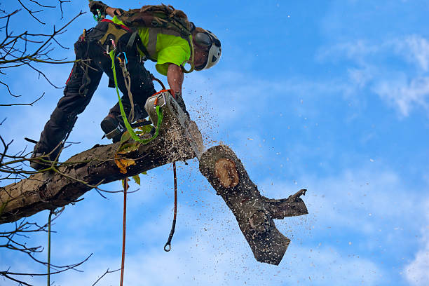 Best Hazardous Tree Removal  in Evanston, IL